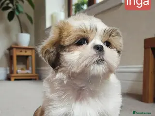 Shih Tzu dogs 💞 QUALITY STANDARD SHIH TZU 💞 - Advert 6