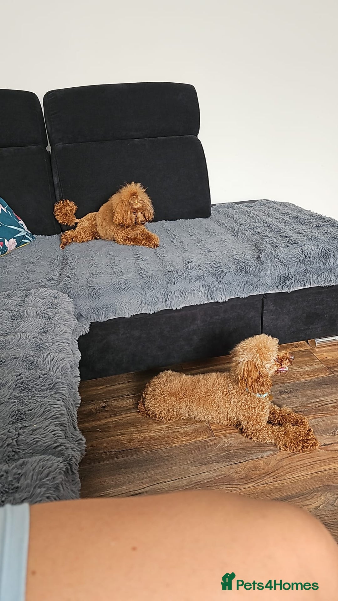 Toy Poodle dogs for sale: Deep red extra Tiny toy poodle KC registered puppy - Image 15