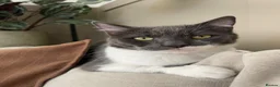 Domestic Shorthair cats for sale: Ragdoll and shorthair Cat for rehoming - Advert 15