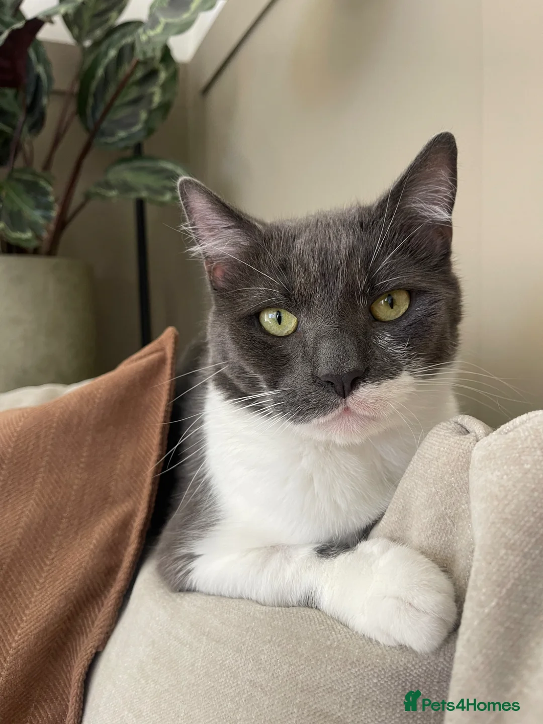 Domestic Shorthair cats for sale: Ragdoll and shorthair Cat for rehoming - Advert 15