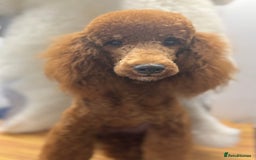 Miniature Poodle dogs for sale: Beautiful deep red  - Image 3