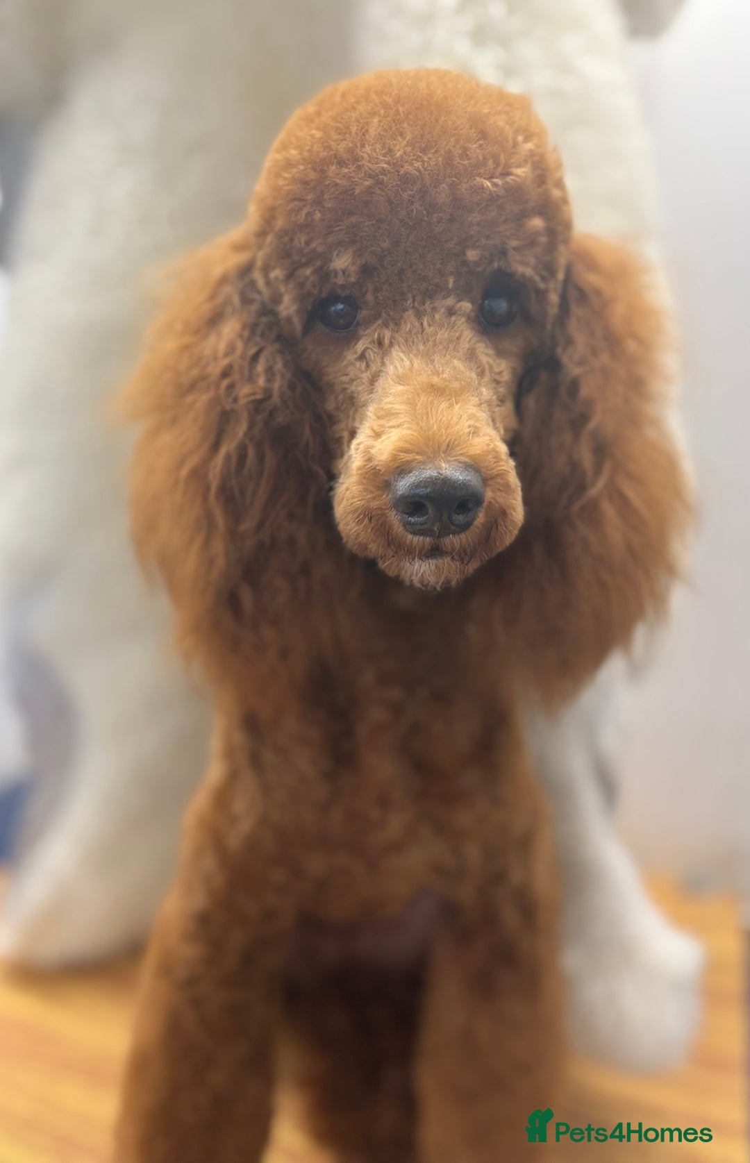 Miniature Poodle dogs for sale: Beautiful deep red  - Image 3