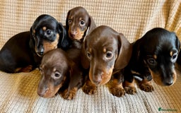 Miniature Dachshund dogs for sale: KC Reg, Health tested, miniature Dachsund Puppies - Image 13