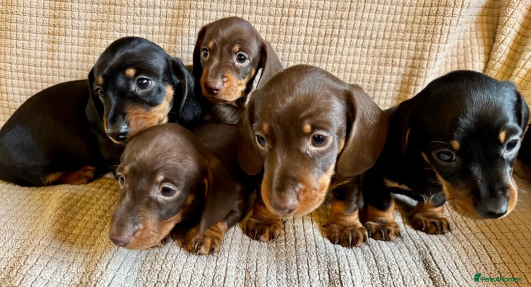 Miniature Dachshund dogs for sale: KC Reg, Health tested, miniature Dachsund Puppies - Image 13