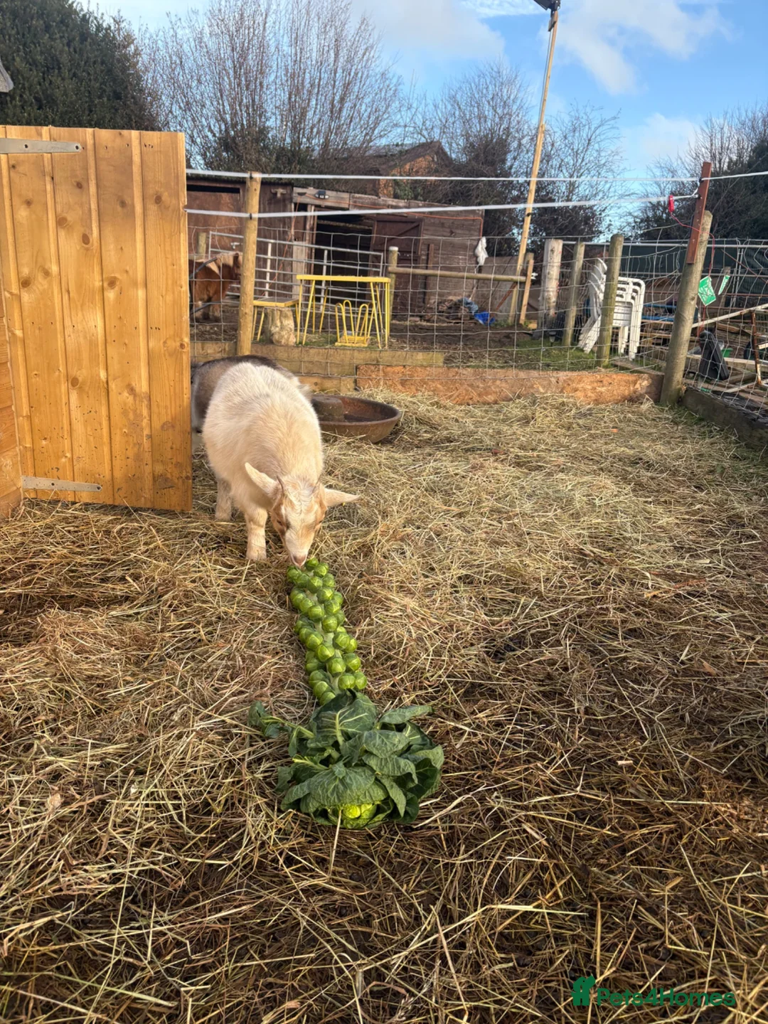 Goats livestock for sale: Two goats for sale dam and wether - Advert 2