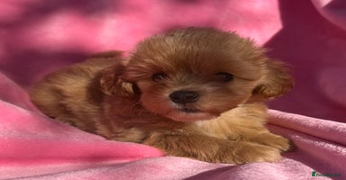 Maltipoo dogs - Advert 3