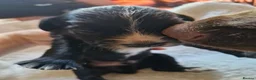 Cocker Spaniel dogs for sale: Beautiful working cocker spaniel puppies  - Advert 7
