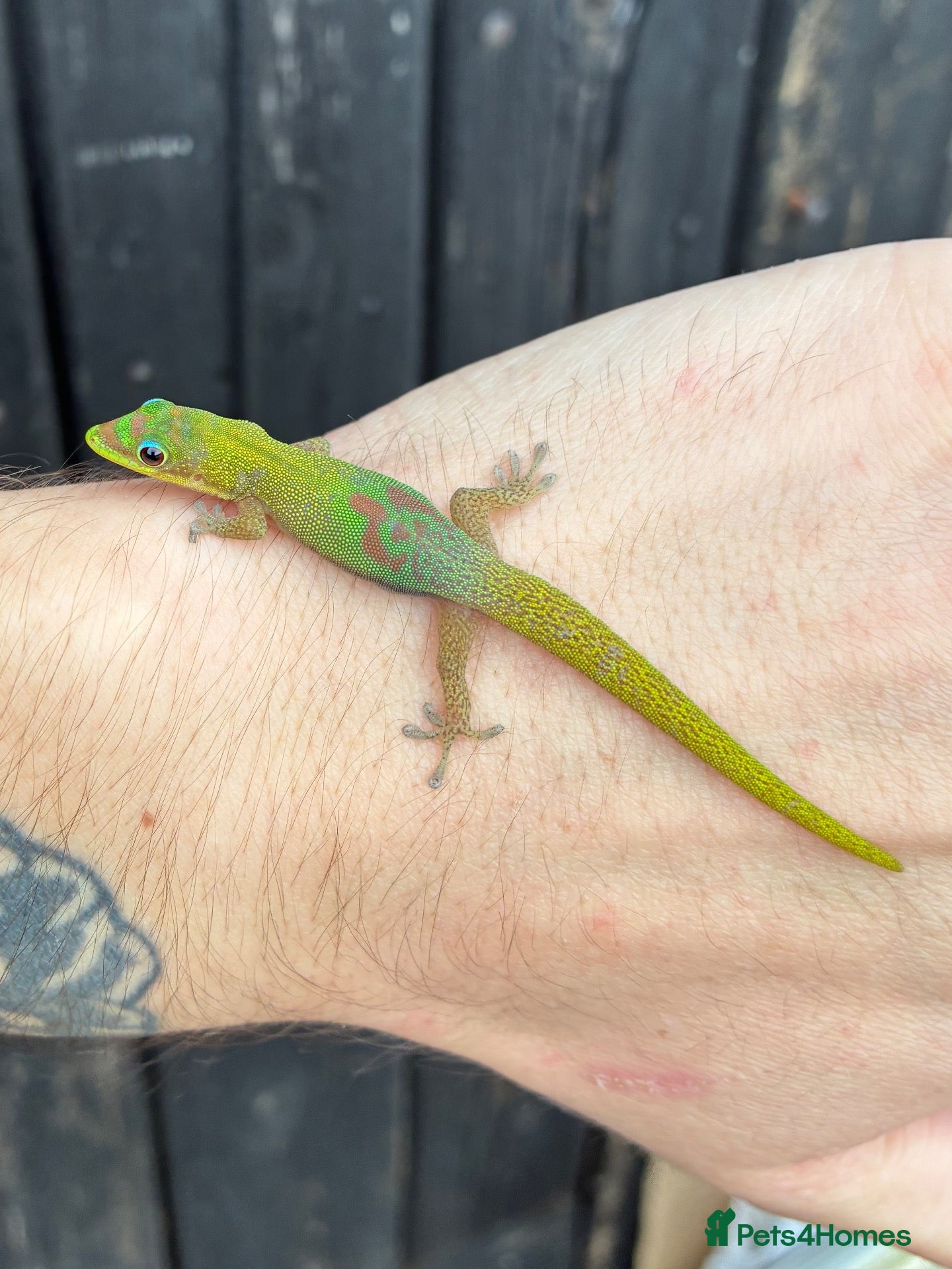 Gecko reptiles Various Gecko species  - Advert 3