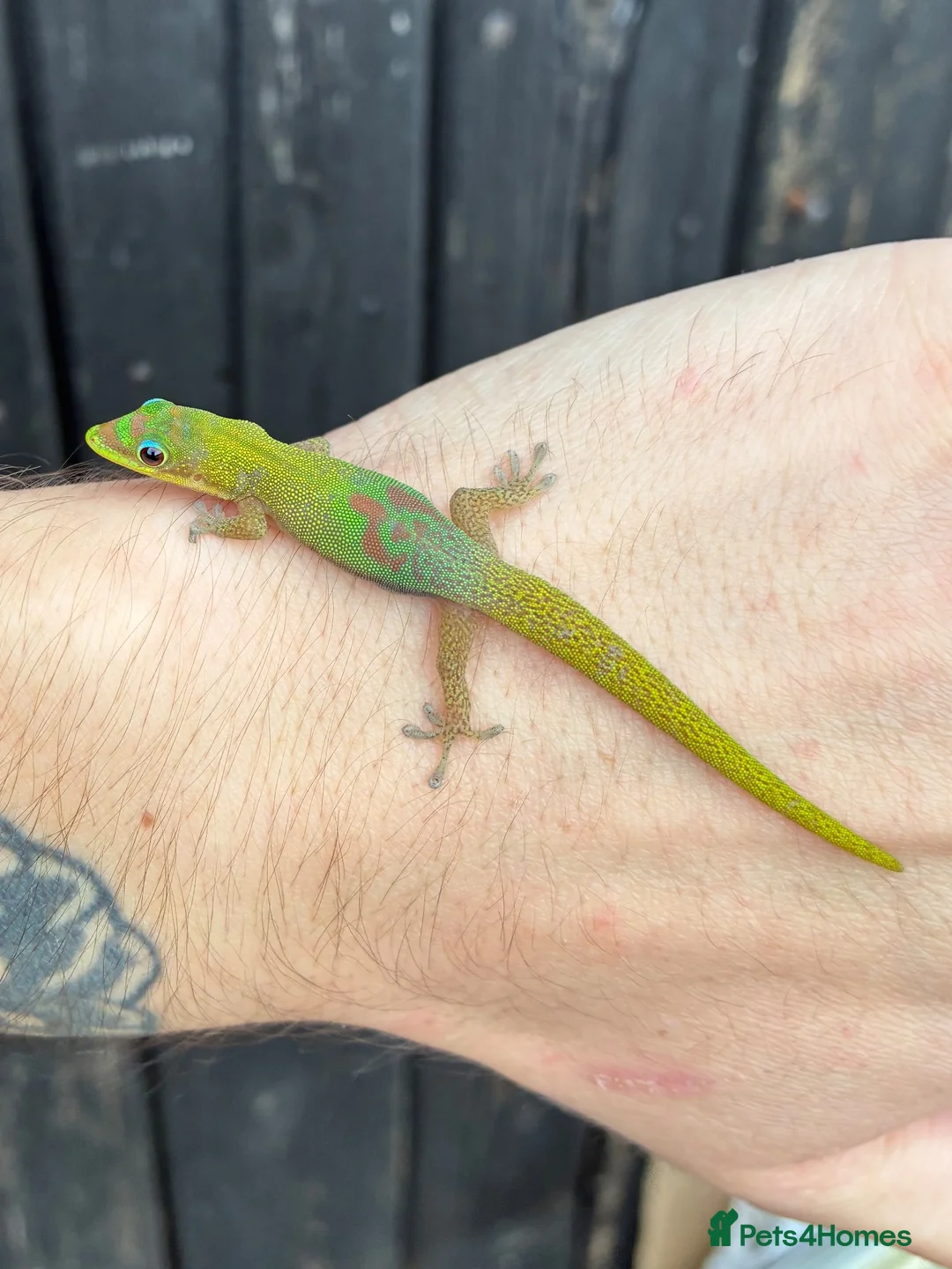 Gecko reptiles for sale: Various Gecko species  - Advert 1