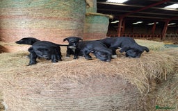 Borador dogs for sale: Labrador x Border Collie pups for sale - Image 5