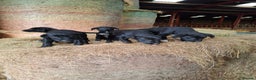 Borador dogs for sale: Labrador x Border Collie pups for sale - Advert 5