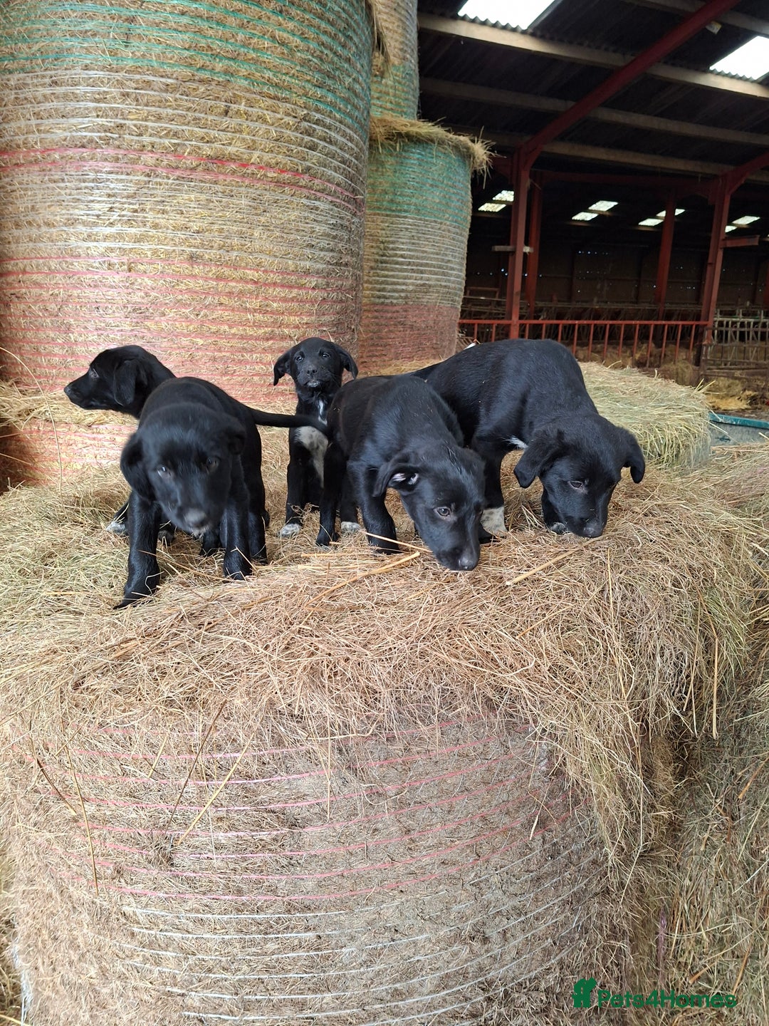 Borador dogs for sale: Labrador x Border Collie pups for sale - Image 5