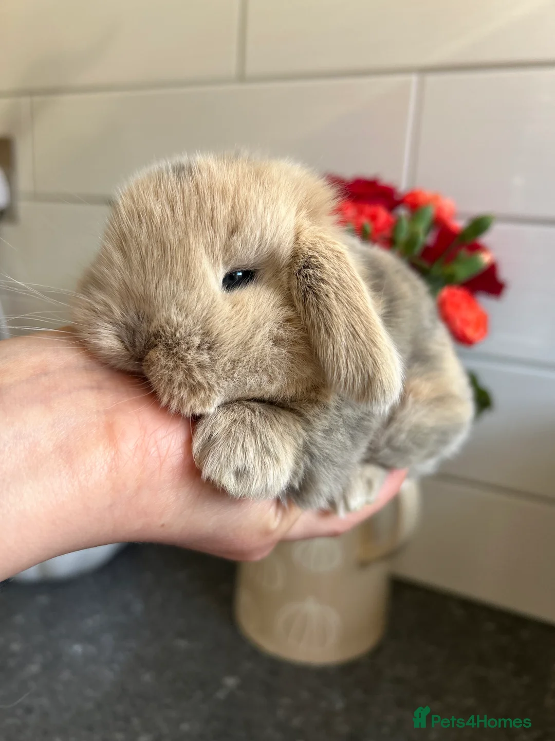 Mini Lop rabbits for sale: Two Mini Lop Boys - Ready 1st April - Advert 16
