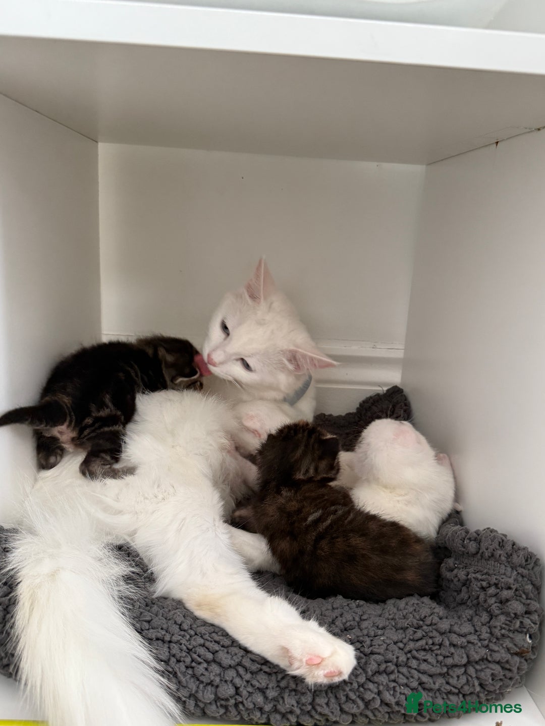Turkish Angora cats for sale: 4 Beautiful Turkish Angora Mix Kittens - Image 11