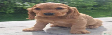 Cocker Spaniel 1