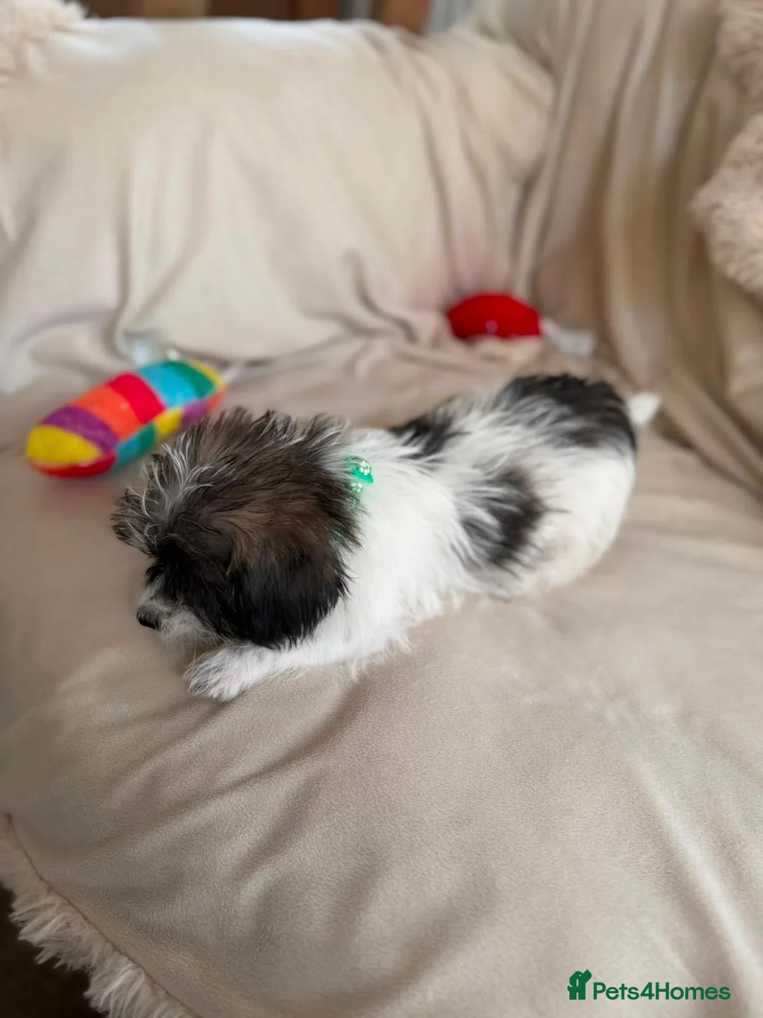 Shih Tzu dogs for sale: Shih tzu  in Exeter - Advert 7