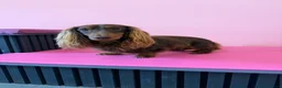 Miniature Dachshund dogs for stud: Miniature longhaired chocolate and tan stud - Advert 3