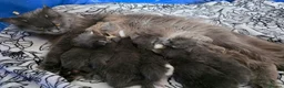 Maine Coon cats for sale: TICA Registered Maine Coon Kittens - Advert 3