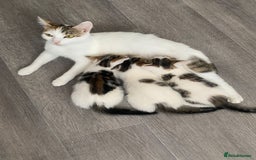 Domestic Shorthair cats for sale: Mrs Gemma Burton - Image 6