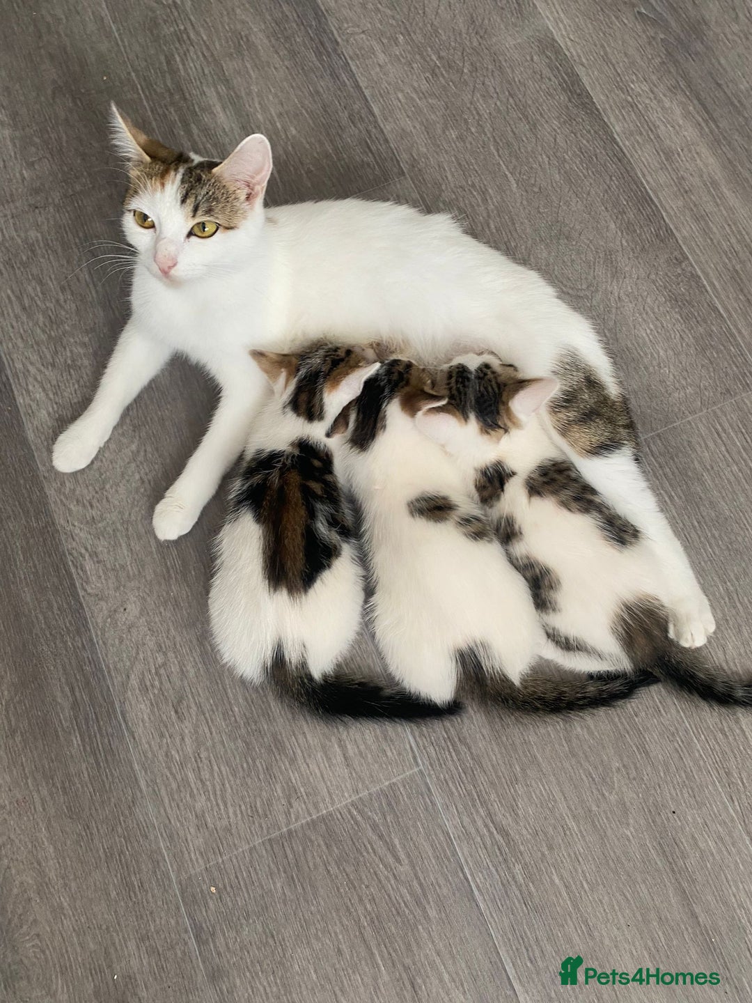 Domestic Shorthair cats for sale: Mrs Gemma Burton - Image 6