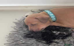 Italian Greyhound dogs for sale: Beautiful Italian Greyhound puppies - Image 3