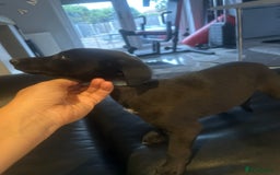 Mixed Breed dogs for sale: Beautiful healthy whippet  x Bedlington - Image 7