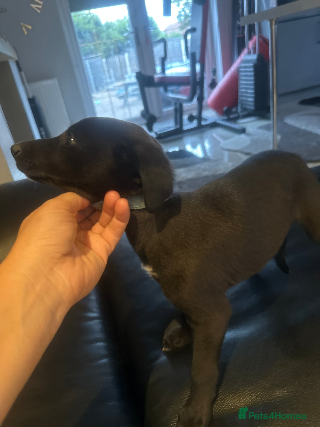 Mixed Breed dogs for sale: Beautiful healthy whippet  x Bedlington - Image 7