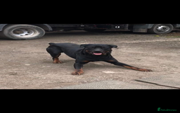 Rottweiler dogs for sale: 3 male Rottweiler pups ready to leave.  - Image 13
