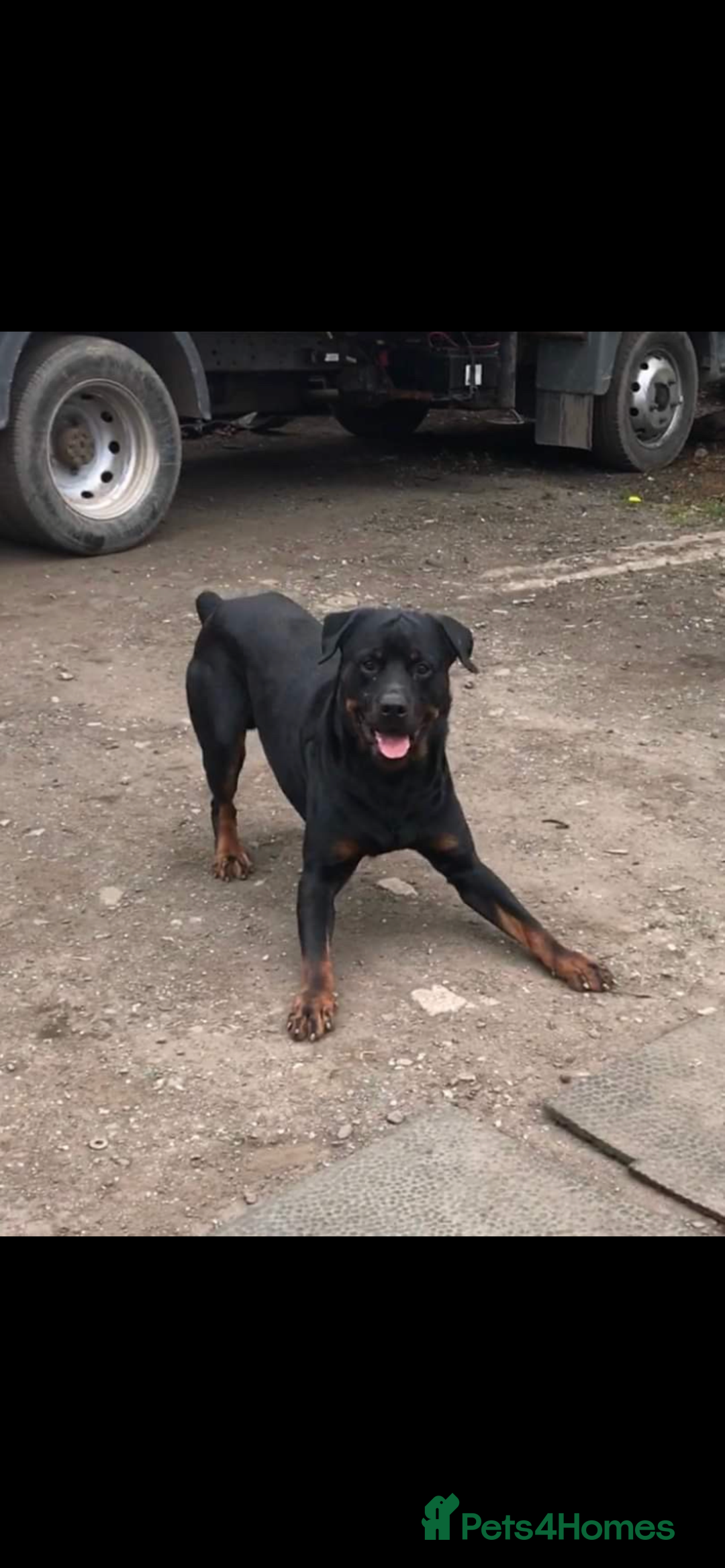 Rottweiler dogs for sale: 3 male Rottweiler pups ready to leave.  - Image 13