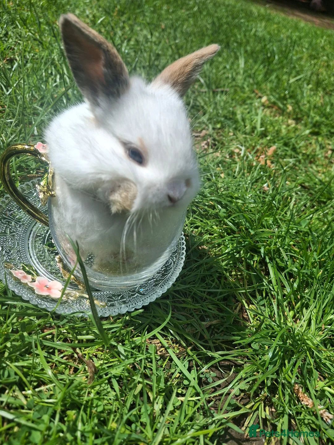 Dwarf Lop rabbits for sale: Dwarf Lop Baby Rabits in Wetherby - Advert 13