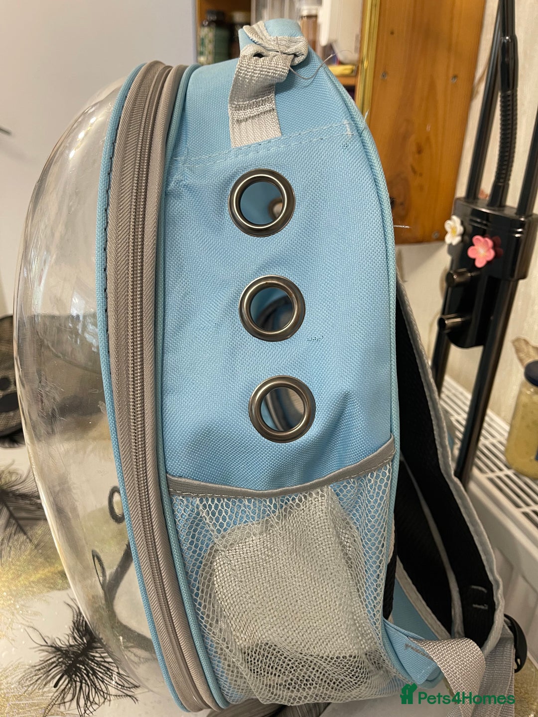 British Shorthair cats for sale: Pet Backpack Carrier Bubble  - Image 5