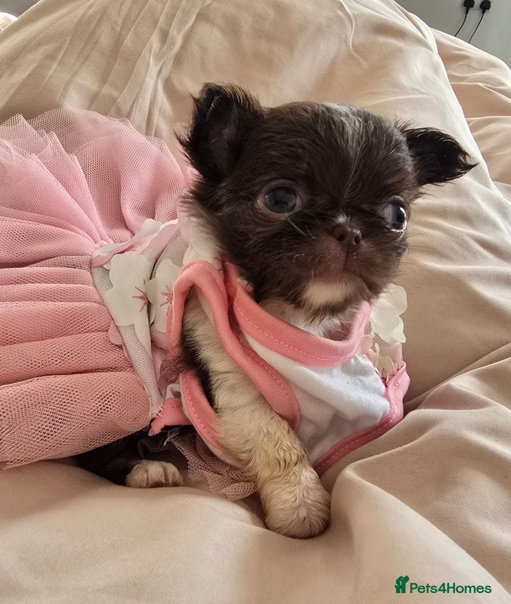 Chihuahua dogs Xx quality chocolate longcoat chihuahua puppies Xx - Advert 2
