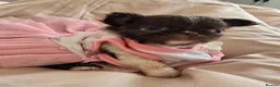 Chihuahua dogs for sale: XX quality chihuahua chocolate longcoat puppies XX - Advert 19