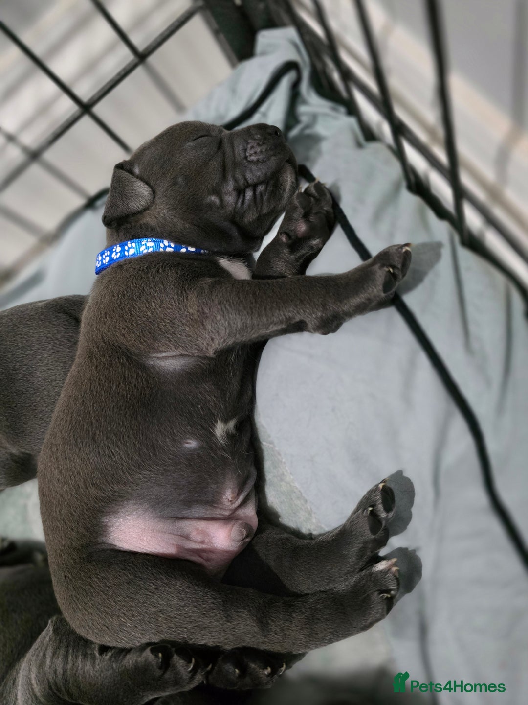 Staffordshire Bull Terrier dogs for sale: Beautiful Staffordshire Bull Terrier Puppies - Advert 24