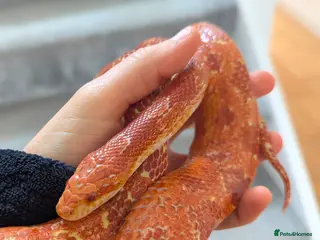 Corn Snake reptiles Friendly corn snake and enclosure - Advert 10