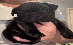 French Bulldog dogs for sale: French bulldog puppies  - Image 3