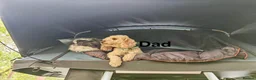 Schnoodle dogs for sale: Beautiful F1 Schnoodle Puppies - Advert 16