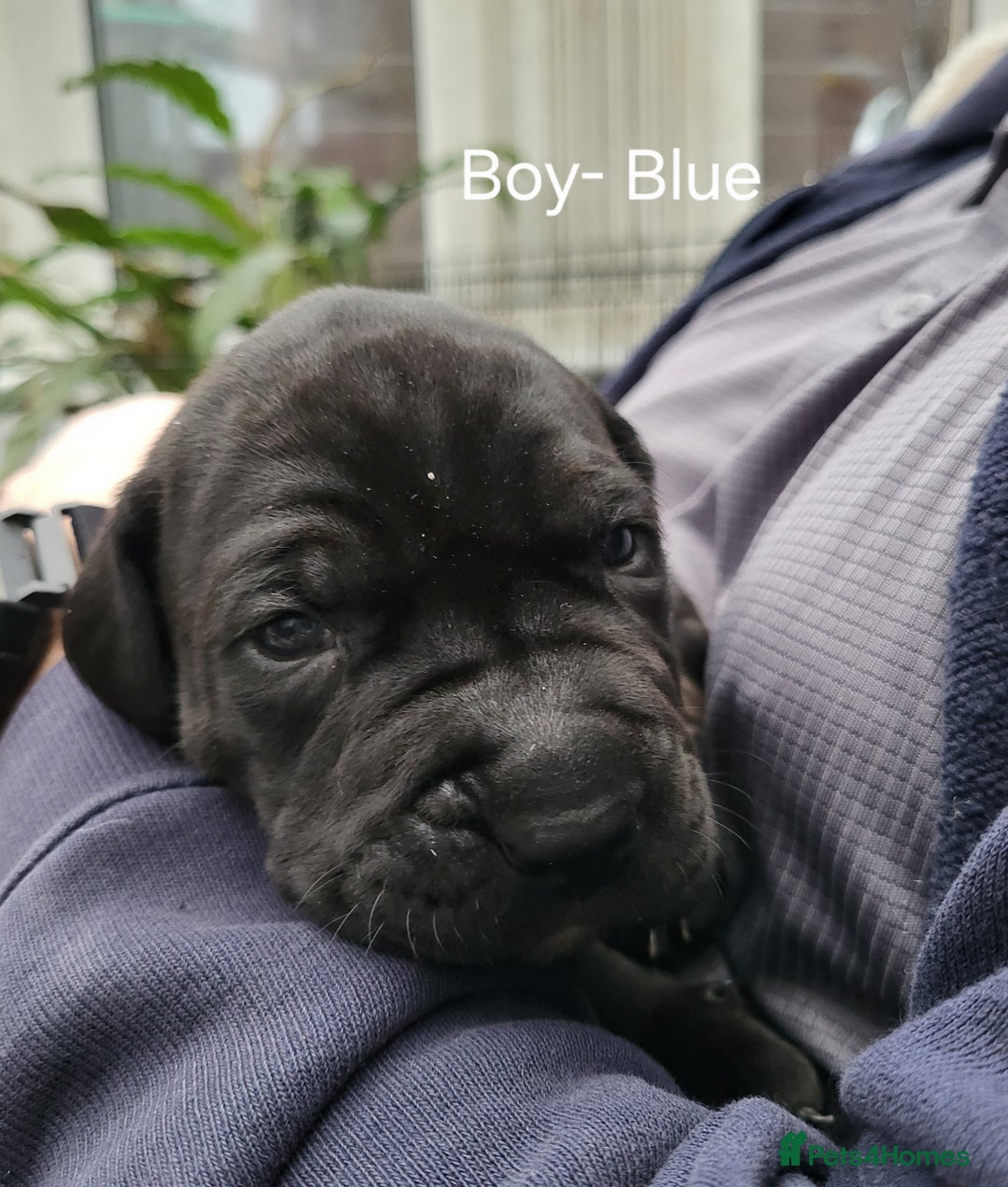 Mixed Breed dogs for sale: Alaunt type dogs - Advert 12