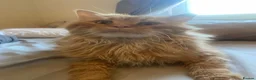 Maine Coon cats for stud: 🔥 **ADMOOSL COMET — AT STUD** 🔥 TICA ACTIVE  - Advert 3