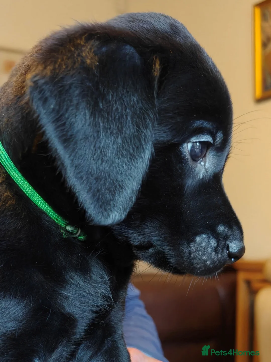 Labrador Retriever dogs for sale: KC Reg 5 star licence only 3 puppies available  - Advert 5