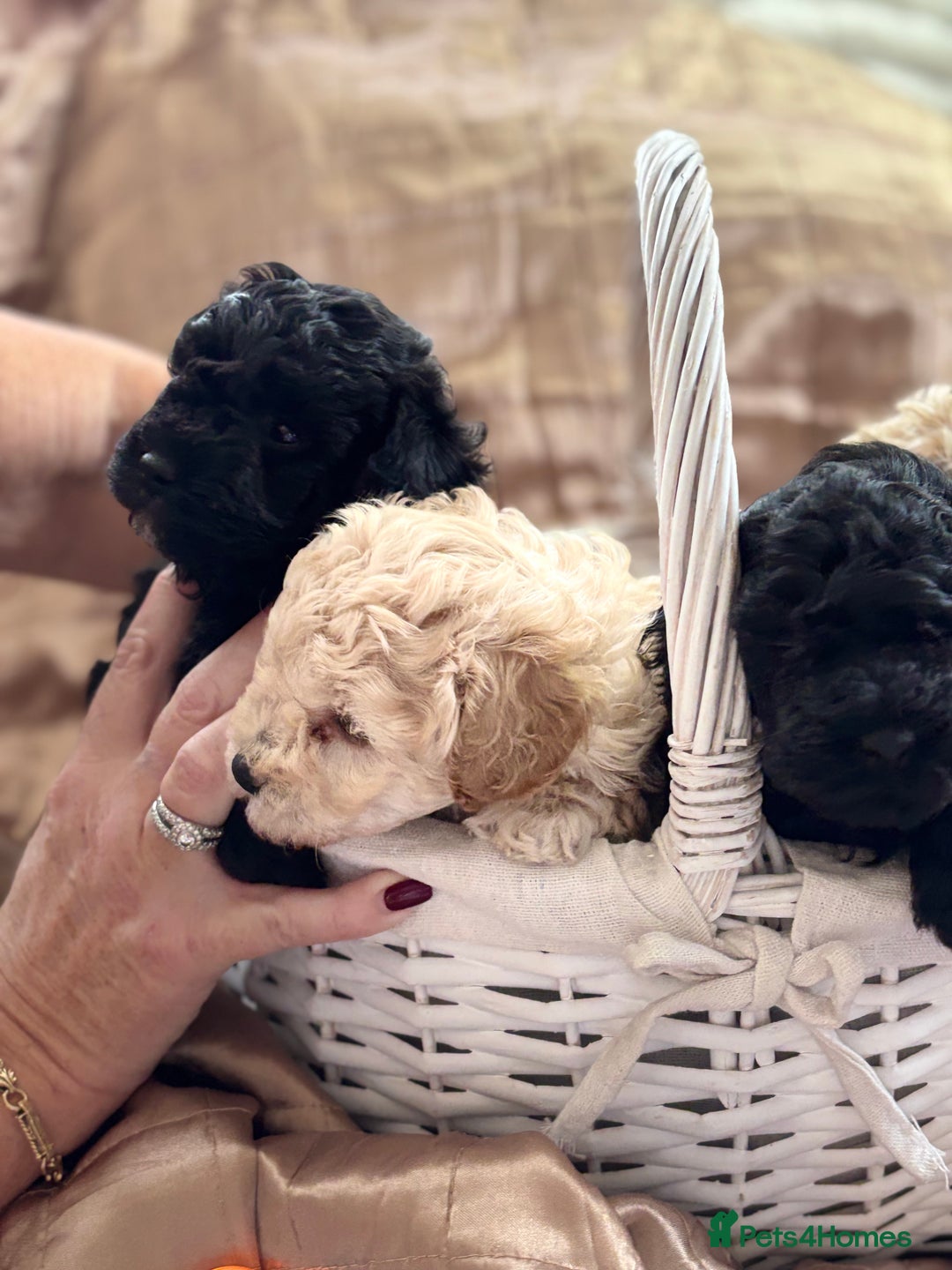 Poochon dogs for sale: Puppies for sale  - Advert 17