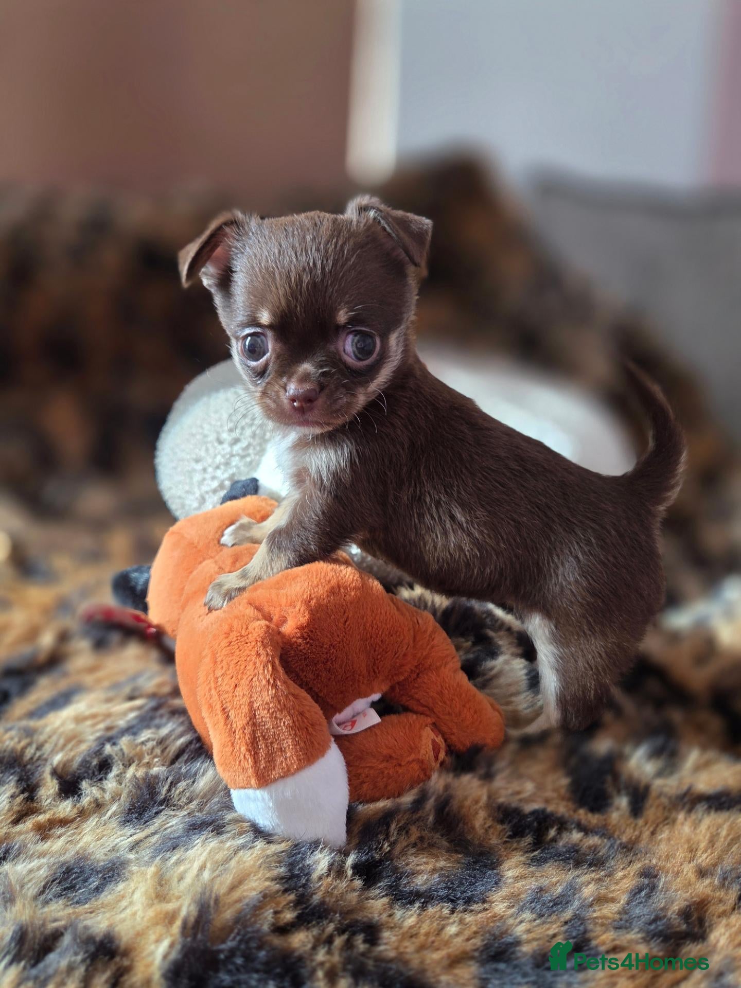 Chihuahua dogs Tiny chihuahua babies  - Advert 1