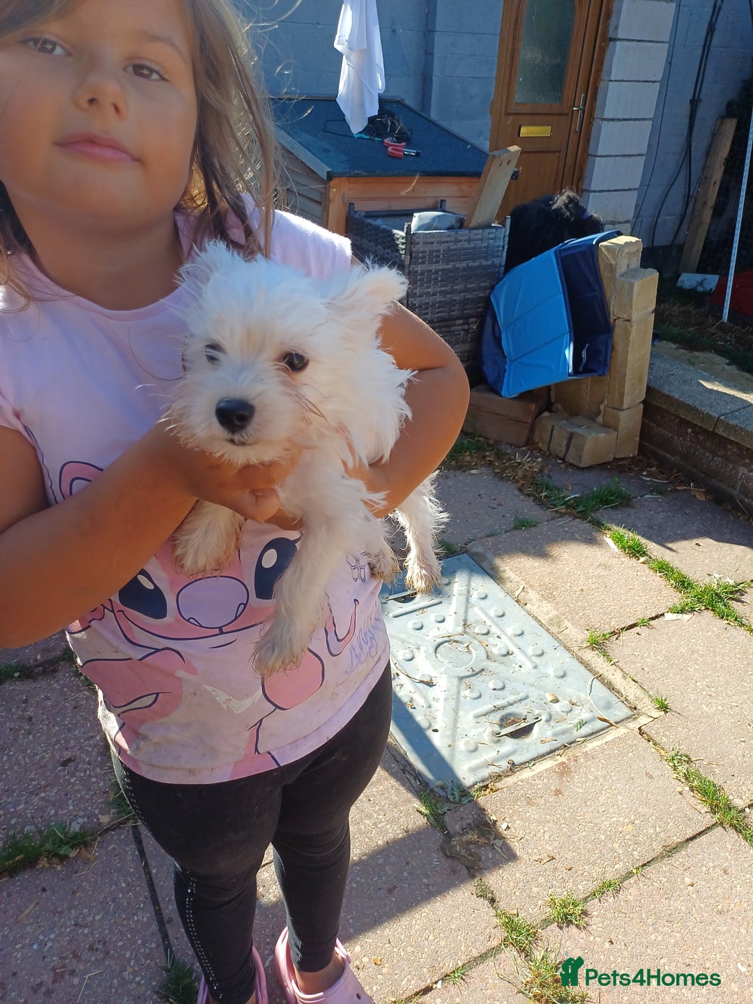 Miniature Schnauzer dogs for sale: Last beautiful boy  - Image 8