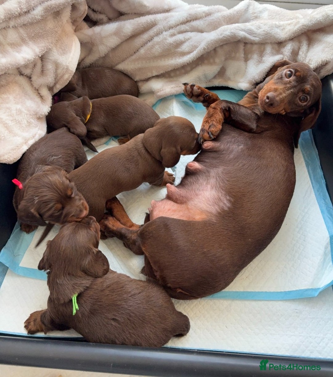 Miniature Dachshund dogs for sale: Miniature Dachshund Puppies Chocolate and Tan KC - Advert 2