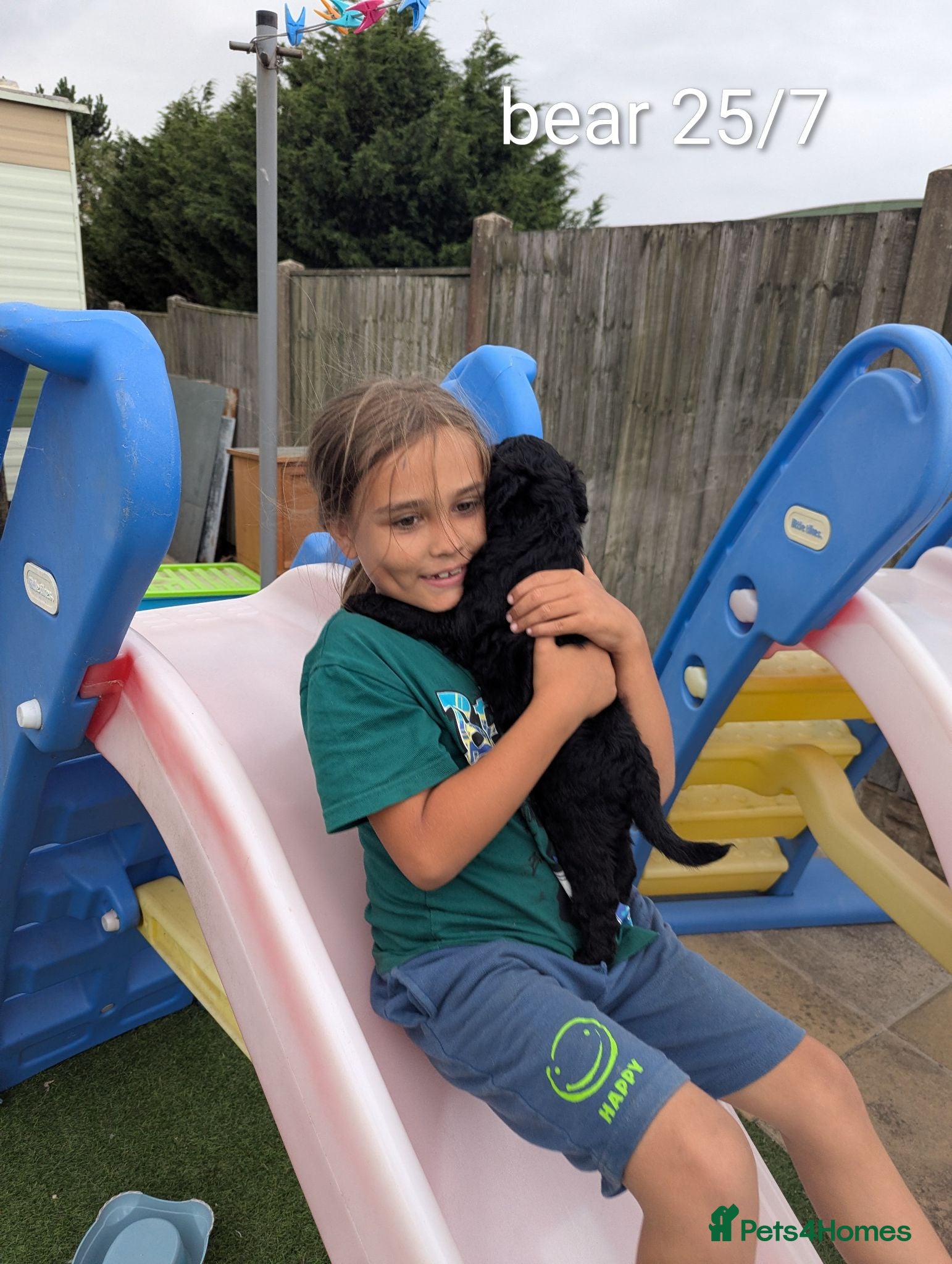 Goldendoodle dogs F1B Standard Goldendoodle Puppies! 😍🩷 Can save!  - Advert 2