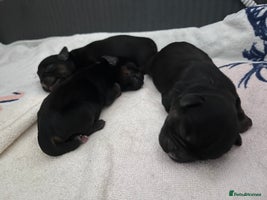 Border Terrier dogs 4 stunning kc borders looking for their 4ever home - Advert 2