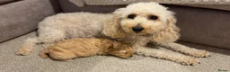 Miniature Poodle dogs for sale: Two female apricot miniature poodles  - Advert 4