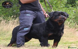 Rottweiler dogs for sale: Top KC Registered Rottweiler Puppies For Sale - Image 7