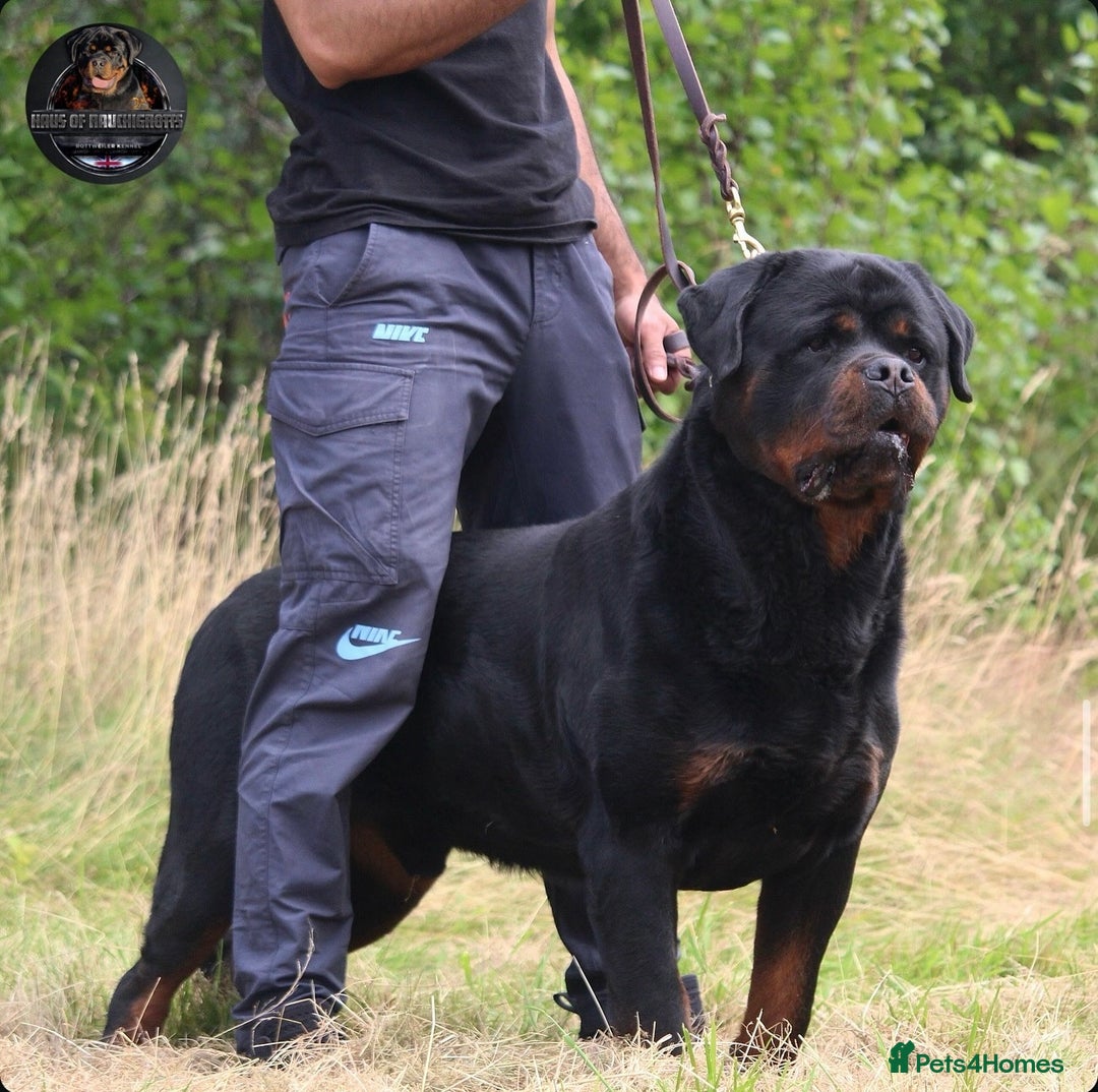 Rottweiler dogs for sale: Top KC Registered Rottweiler Puppies For Sale - Image 7