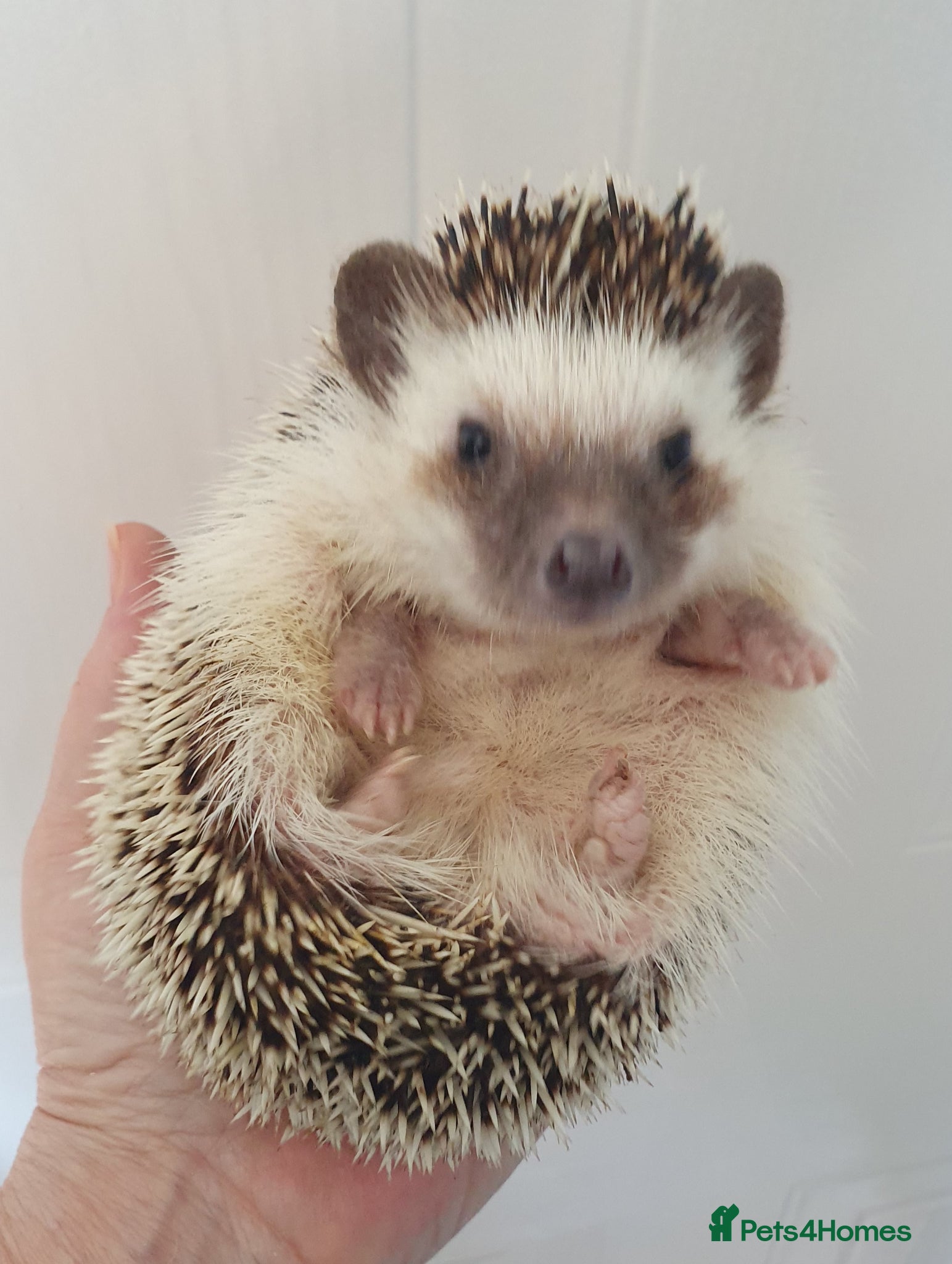 Pygmy Hedgehog rodents Female African pygmy hedgehog  - Advert 2